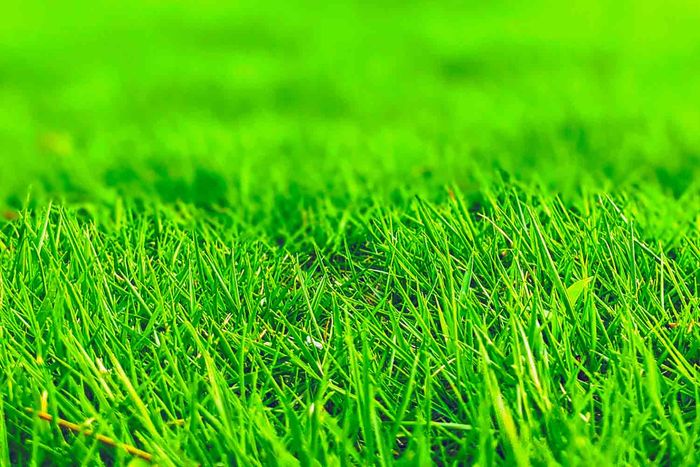 高麗(コーライ)芝