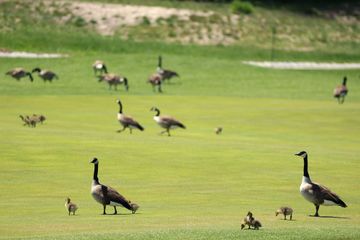 ミズホ・アメリカズオープン 2025 （米国女子ゴルフ LPGAツアー