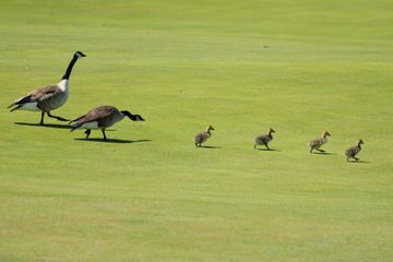 みずほアメリカオープン2023 古江彩佳直筆サイン入りボール　VIPパス 画像詳細 2023年 CP女子オープン 事前 古江彩佳 ポイントレース